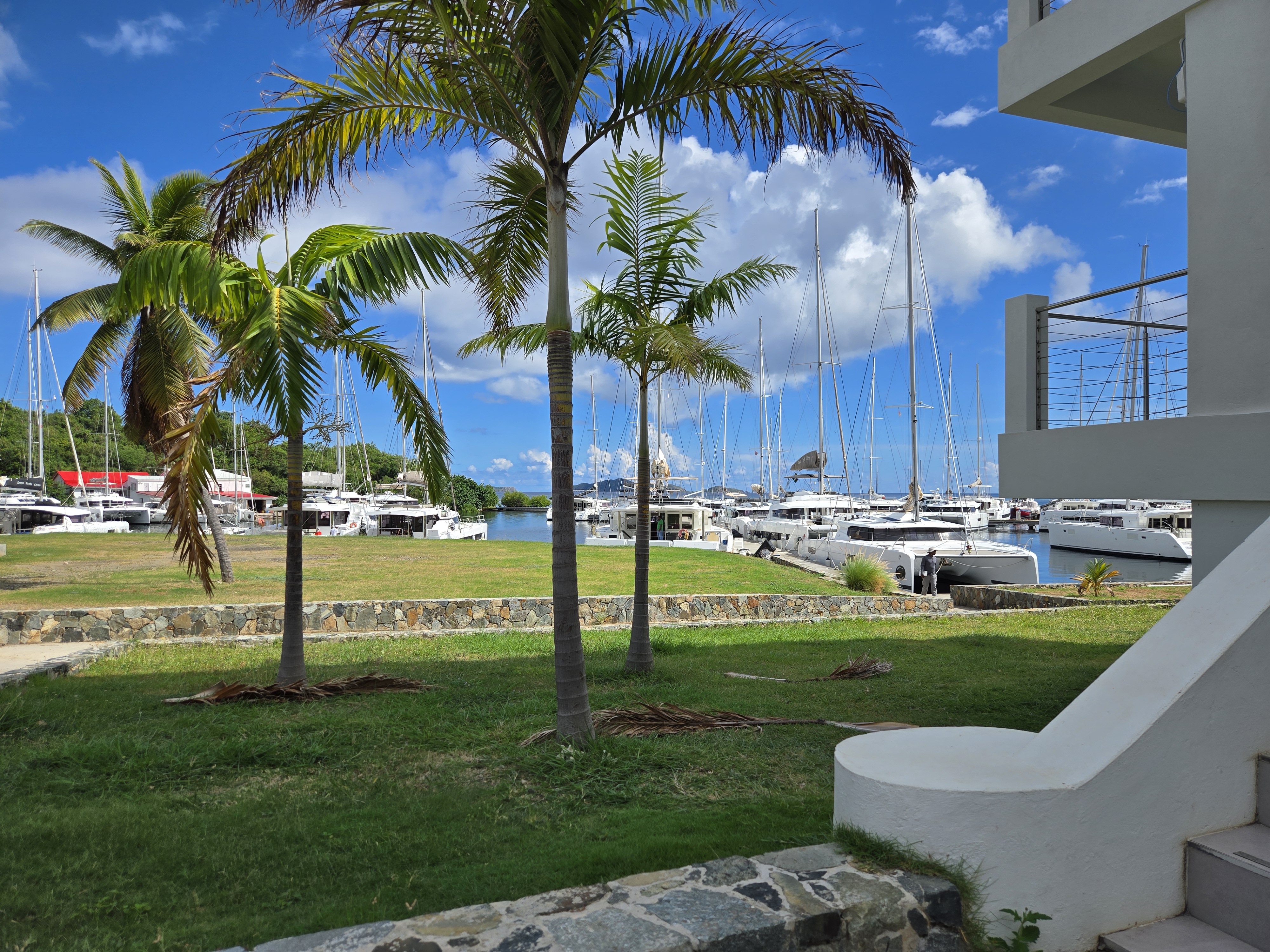 A marina with catamarans in the background and palm trees in the foreground