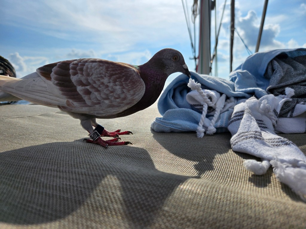 A pidgeon on the deck poking at a towel