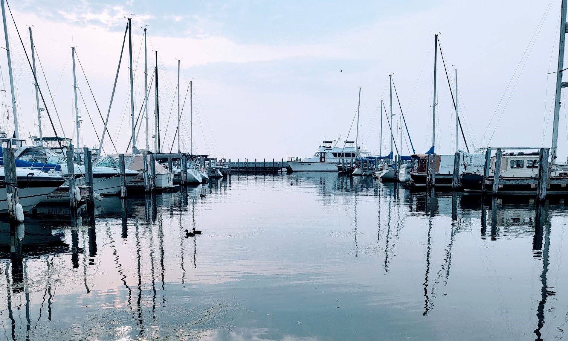 Sailboats in a marina, masts sticking up, reflecting on the water