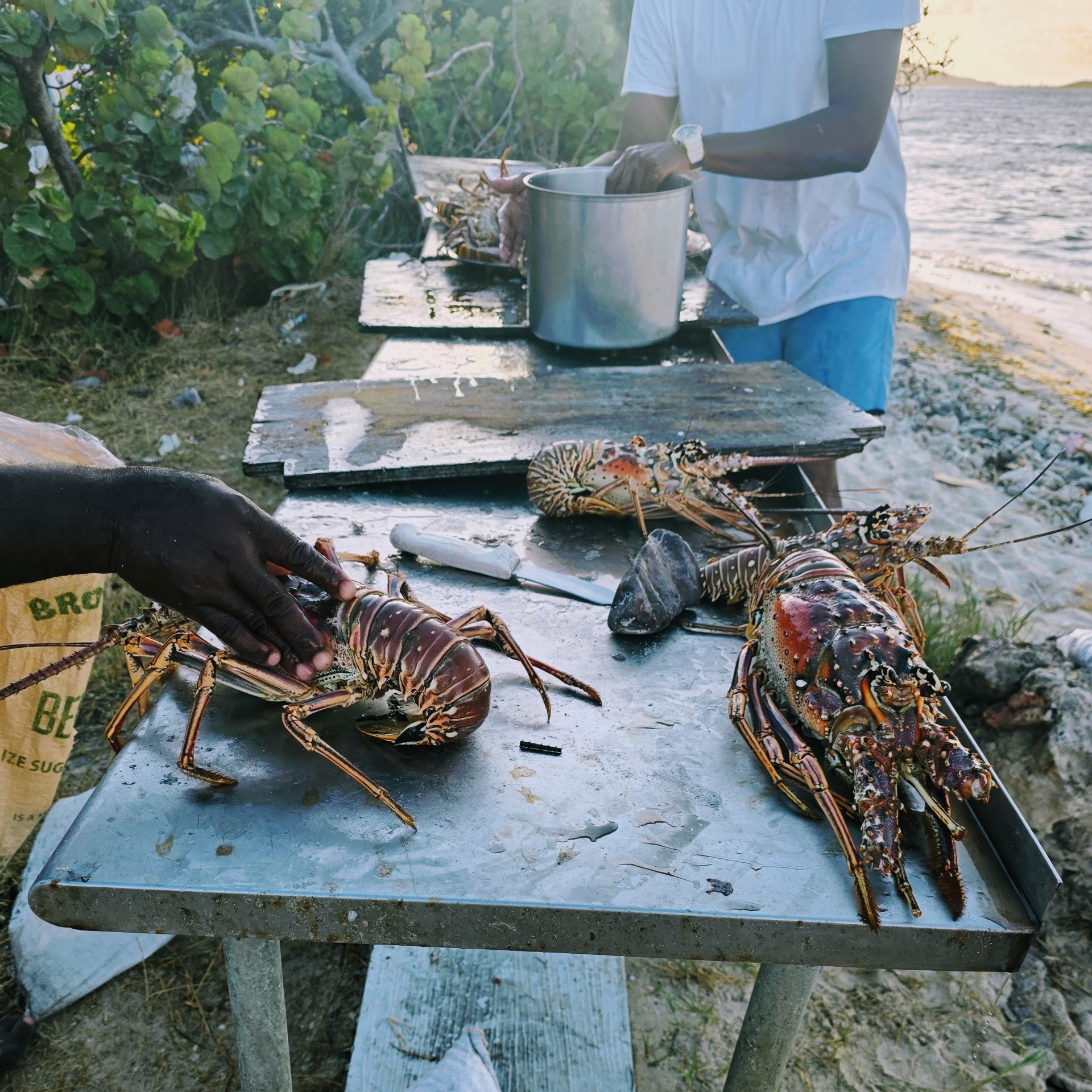 People preparing lobsters on metal tables near the beach, with whole lobsters, a knife, and cooking pots visible. The ocean and greenery form the backdrop.